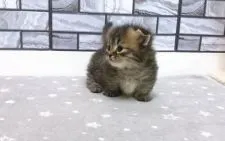 マンチカン(短足)【福岡県・男の子・2020年2月2日・ブラウンタビー】の写真2