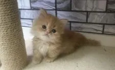 マンチカン(短足)【福岡県・女の子・2019年12月3日・レッドタビー】の写真2