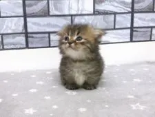 マンチカン(短足)【福岡県・男の子・2020年2月2日・ブラウンタビー】の写真3