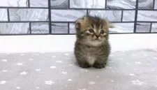 マンチカン(短足)【福岡県・男の子・2020年2月2日・ブラウンタビー】の写真4