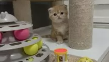 マンチカン(長足)【福岡県・女の子・2025年2月27日・レッドタビー】の写真11