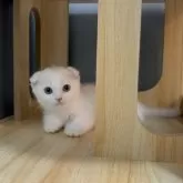 マンチカン(短足)【福岡県・女の子・2025年8月12日・クリームタビー&ホワイト】の写真3