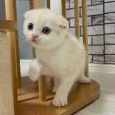 マンチカン(長足)【福岡県・女の子・2025年7月16日・クリームタビー&ホワイト】の写真6