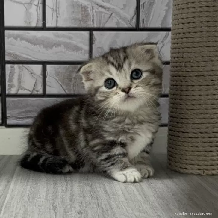 ID：2505-02533の子猫