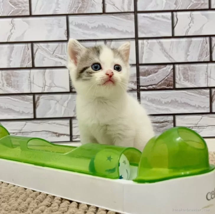 ID：2507-02603の子猫