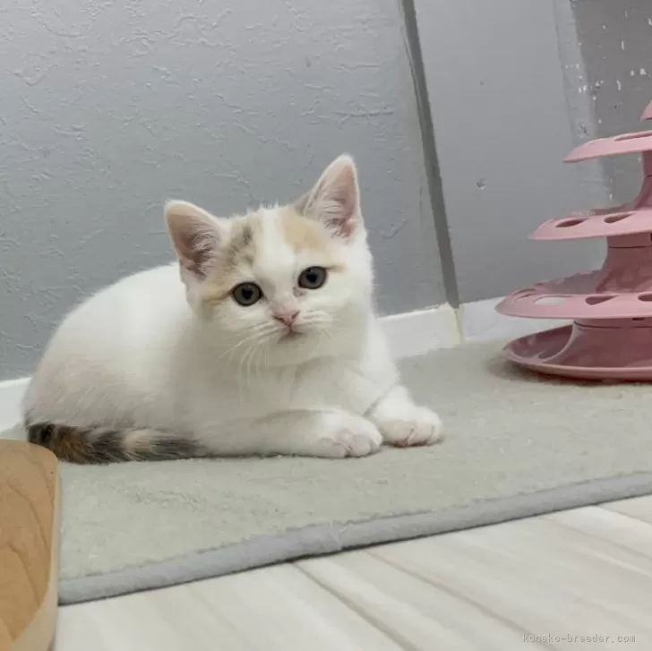 Y 様のお迎えした子猫
