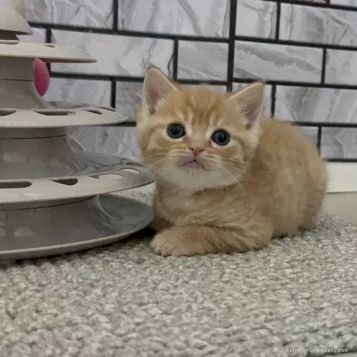 ID：2504-00100の子猫