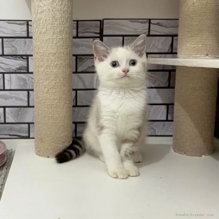 マンチカン(長足)【福岡県・女の子・2025年8月10日・ブルークリームリンクスポイント】の写真1