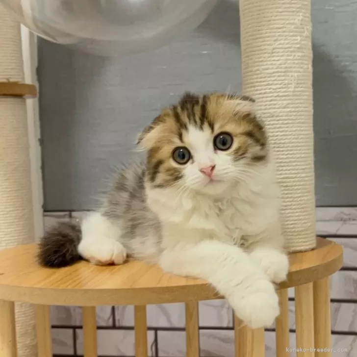 ID：2505-01616の子猫