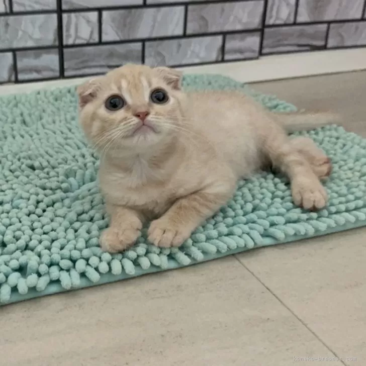 ID:2507-02564の子猫