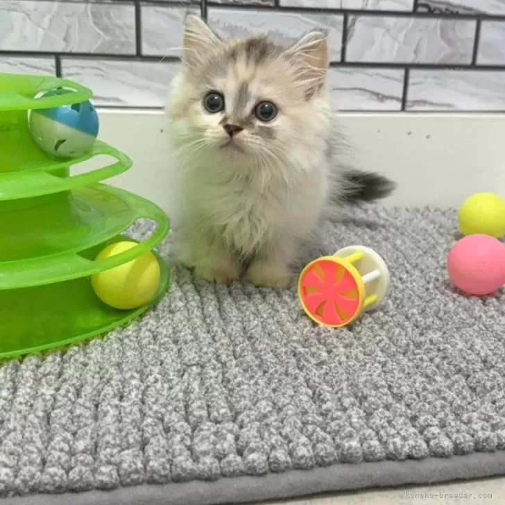 マンチカン(短足)【福岡県・女の子・2025年8月7日・キャリコ】の写真1