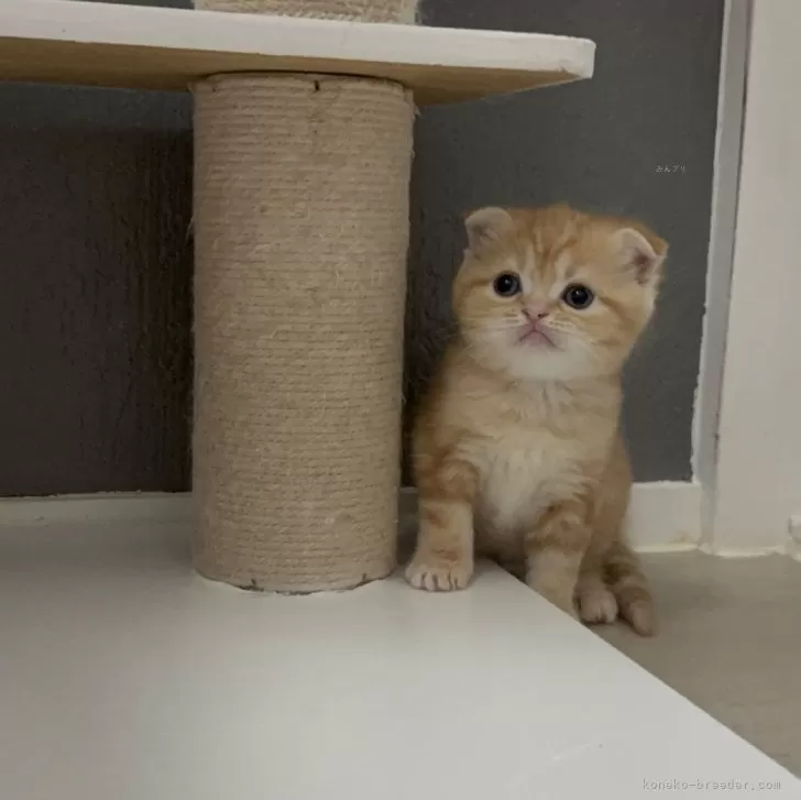 ID：2503-02982の子猫