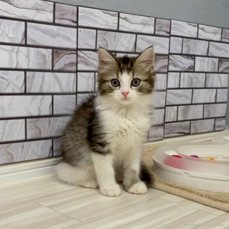 ID:2505-01790の子猫