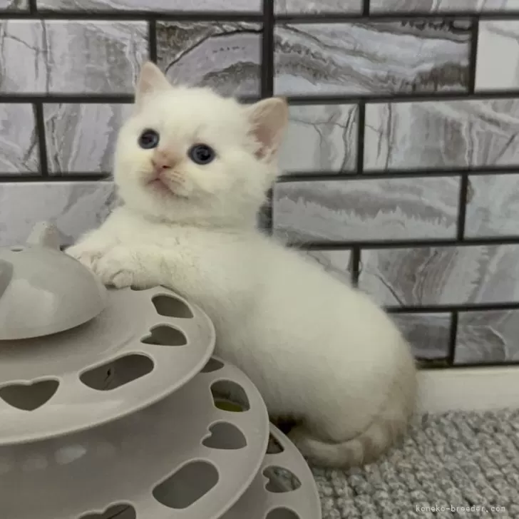 C.T 様のお迎えした子猫