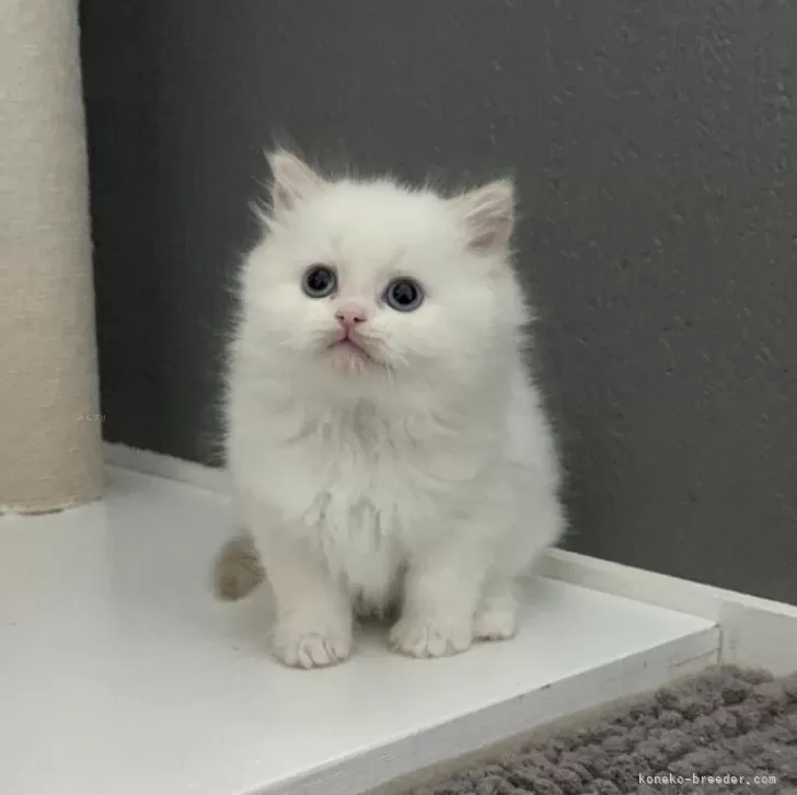ぷう 様のお迎えした子猫