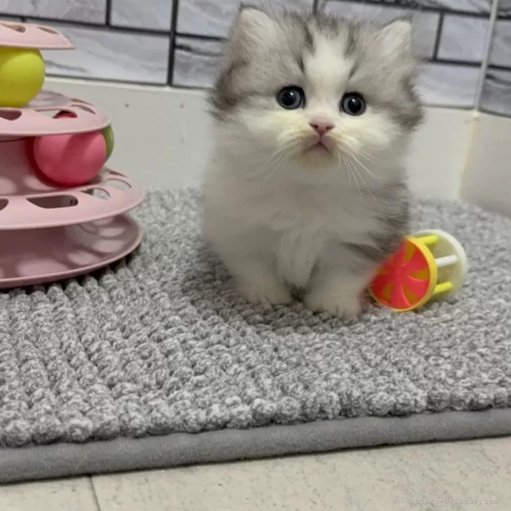 ミヌエット(短足)【福岡県・男の子・2025年9月29日・シルバータビー&amp;ホワイト】の写真1