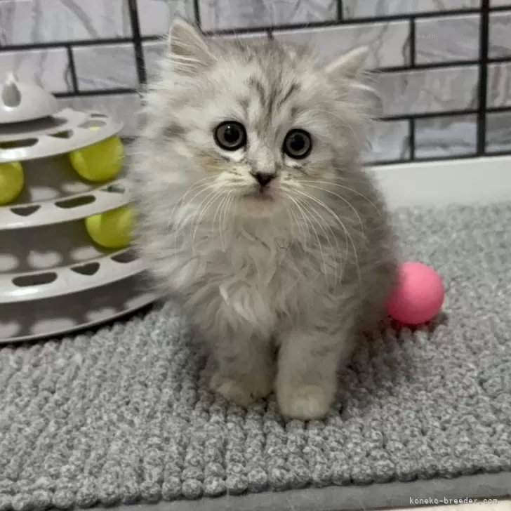 しげま 様のお迎えした子猫