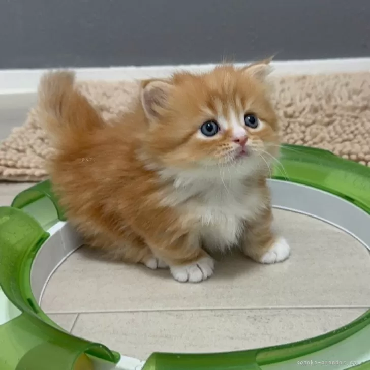 ID:2503-02918の子猫