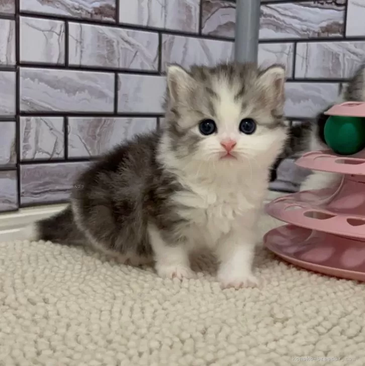 ID：2505-01031の子猫