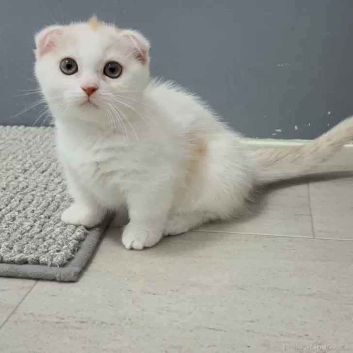 マンチカン(短足)【福岡県・女の子・2025年8月12日・クリームタビー&amp;ホワイト】の写真1