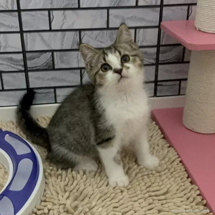 れく君ママ 様のお迎えした子猫