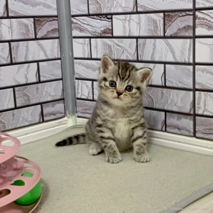 ID:2504-00634の子猫