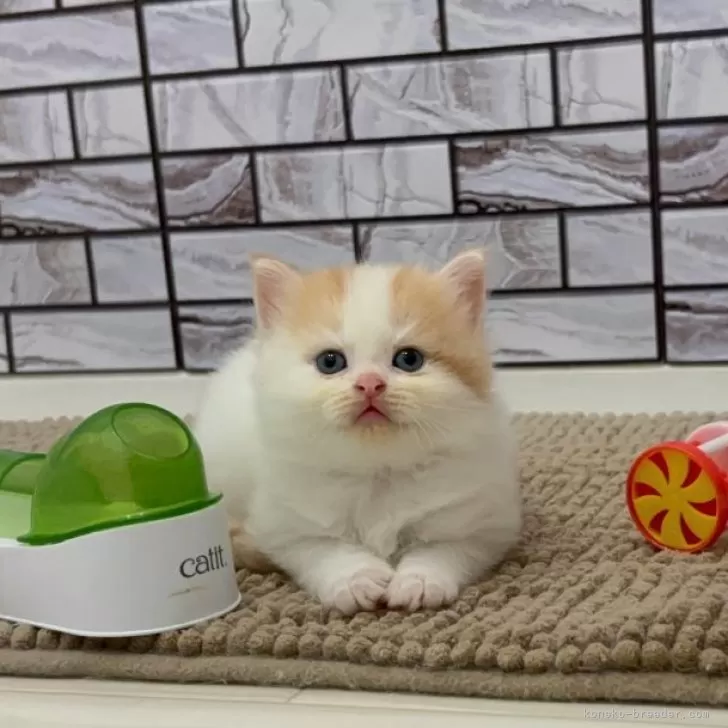 amo 様のお迎えした子猫