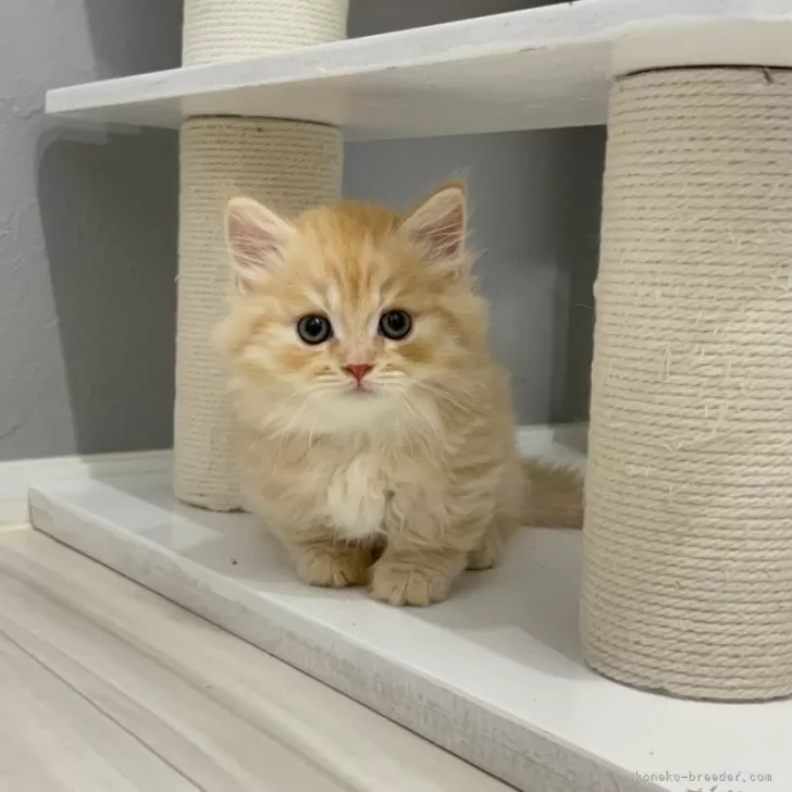 ID：2506-01897の子猫