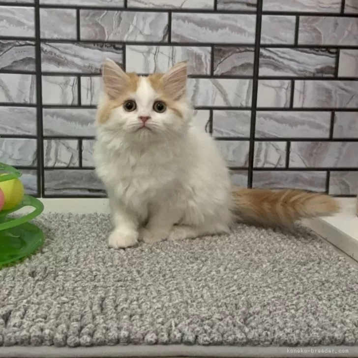 マンチカン(長足)【福岡県・女の子・2025年8月18日・レッド&amp;ホワイト】の写真1