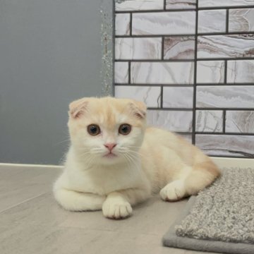 マンチカン(長足)【福岡県・女の子・2025年7月16日・クリームタビー&ホワイト（ショート）】の写真「✨淡いカラーが綺麗でとっても可愛い女の子です😊」