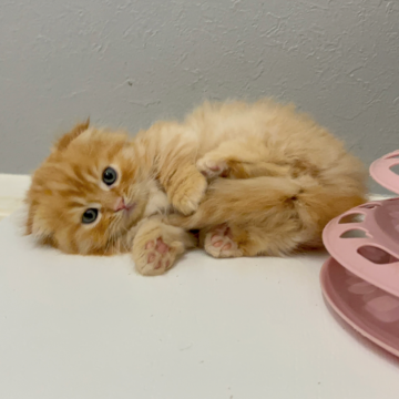 マンチカン(短足)【福岡県・男の子・2025年9月29日・レッドタビー（セミロング（短め））】の写真「✨アイラインがとっても可愛い男の子です😊」