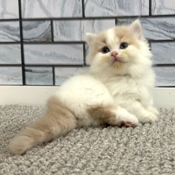 マンチカン(短足)【福岡県・男の子・2025年9月5日・クリーム&ホワイト（セミロング）】の写真「✨おっちょこちょいでクリクリおめめの男の子です😊」
