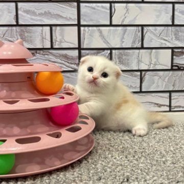 マンチカン(短足)【福岡県・女の子・2025年8月12日・クリームタビー&ホワイト（ショート）】の写真「✨淡いカラーでお目目がクリクリの男の子です😊」