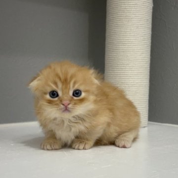 マンチカン(短足)【福岡県・男の子・2025年9月29日・レッドタビー(セミロング(短め))】の写真「✨アイラインがとっても可愛い男の子です😊」