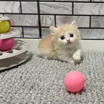 マンチカン(短足)【福岡県・男の子・2025年8月18日・レッド&ホワイト(薄め)（セミロング（短め））】の写真「✨小柄なハチワレカラーの短足　男の子です😊」