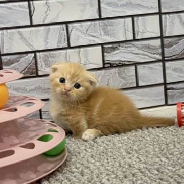 マンチカン(短足)【福岡県・男の子・2025年9月29日・レッドタビー（ショート）】の写真「✨まんまる丸顔のクリクリお目目の男の子です😊」