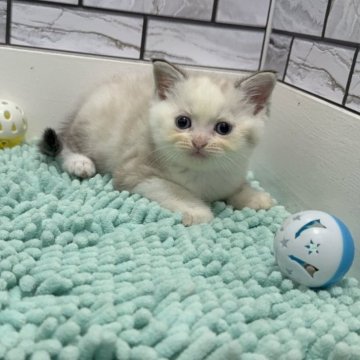 マンチカン(長足)【福岡県・女の子・2025年8月10日・ブルークリームリンクスポイント（ショート）】の写真「✨まん丸お顔の特徴的なカラーの女の子です😊」