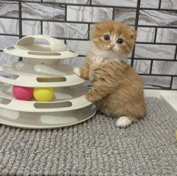 マンチカン(短足)【福岡県・女の子・2025年10月27日・レッド&ホワイト（セミロング）】の写真「✨まん丸お顔の耳折れちゃんの女の子です😊」