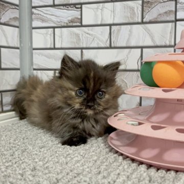 マンチカン(短足)【福岡県・女の子・2025年9月12日・トーティー（セミロング（短め））】の写真「✨唯一無二のカラーでおっとりした女の子です😊」