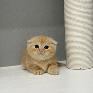 マンチカン(短足)【福岡県・男の子・2025年9月29日・レッドタビー（ショート）】の写真「✨まんまる丸顔のクリクリお目目の男の子です😊」