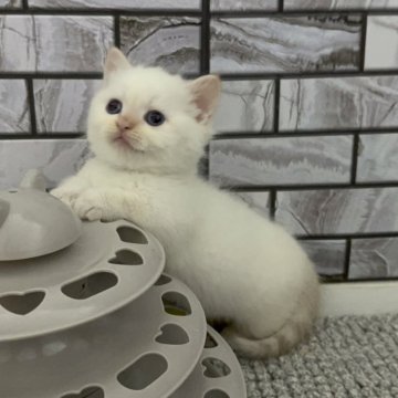 マンチカン(短足)【福岡県・女の子・2025年4月5日・シールポイント（ショート）】の写真「✨まん丸お顔のポイントカラーの女の子です😊」