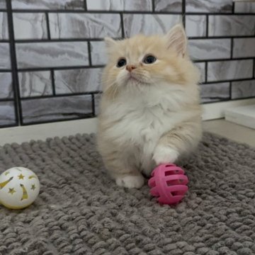 マンチカン(短足)【福岡県・男の子・2025年4月5日・クリーム&ホワイト（セミロング）】の写真「✨まん丸お顔のむちむちの可愛い男の子です😊」