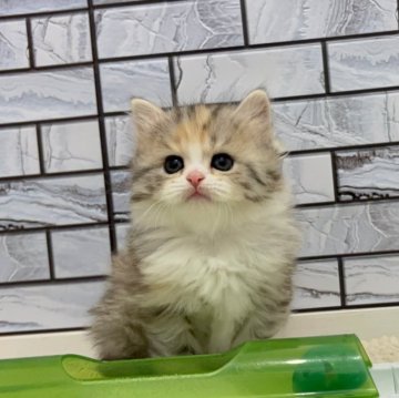 マンチカン(長足)【福岡県・女の子・2025年10月25日・キャリコ（セミロング（短め））】の写真「✨大きなクリクリお目目が可愛い女の子です😊」