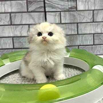 マンチカン(長足)【福岡県・女の子・2025年8月23日・キャリコ（セミロング）】の写真「⭐クリクリお目目で淡いカラーの優しい女の子です😊」