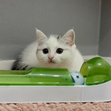 マンチカン(短足)【福岡県・女の子・2025年10月13日・シルバータビー&ホワイト（ショート）】の写真「✨まんまる丸顔でぬいぐるみみたいな女の子です😊」