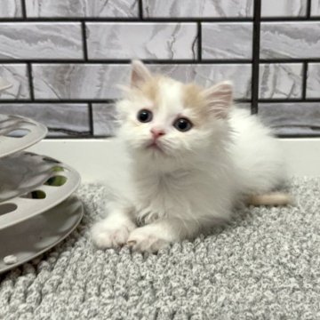 マンチカン(長足)【福岡県・男の子・2025年4月24日・クリーム&ホワイト（ショート）】の写真「✨淡い色合いの優しいお顔の男の子です😊」