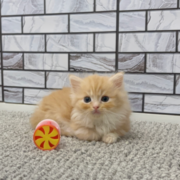 マンチカン(短足)【福岡県・男の子・2025年9月29日・レッドタビー&ホワイト（セミロング（短め））】の写真「✨人懐っこくてモフモフの毛並みの男の子です😊」