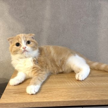マンチカン(長足)【福岡県・女の子・2025年6月29日・クリーム&ホワイト（ショート）】の写真「✨まん丸顔のハチワレカラーの女の子です😊」