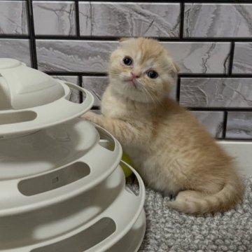 マンチカン(長足)【福岡県・女の子・2025年4月13日・レッドタビー (薄め)（ショート）】の写真「✨まん丸お顔のぶちゃかわ系の男の子です😊」