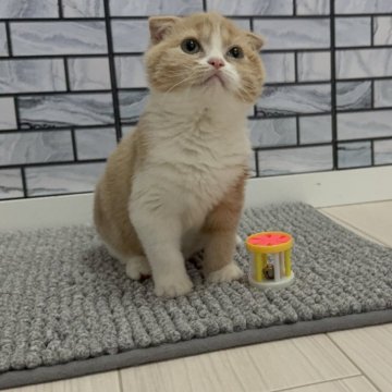 マンチカン(長足)【福岡県・女の子・2025年6月29日・クリーム&ホワイト（ショート）】の写真「✨まん丸顔のハチワレカラーの女の子です😊」